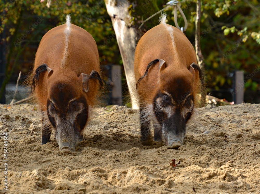 Zwei Pinselohrschweine bei der Futtersuche