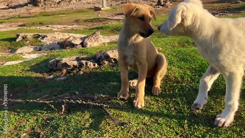Homeless dogs playing together in the wild
