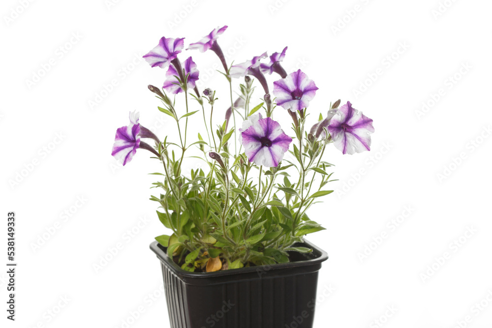 White purple petunia flowers in a pot isolated on white background.