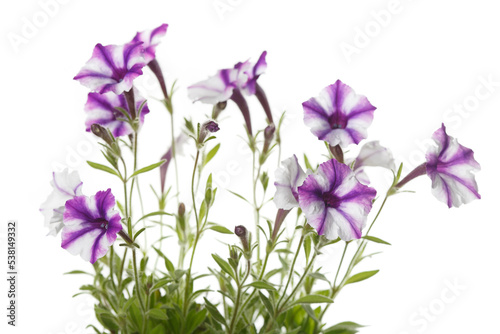 Fototapeta Naklejka Na Ścianę i Meble -  White-purple petunia flowers isolated on white background.