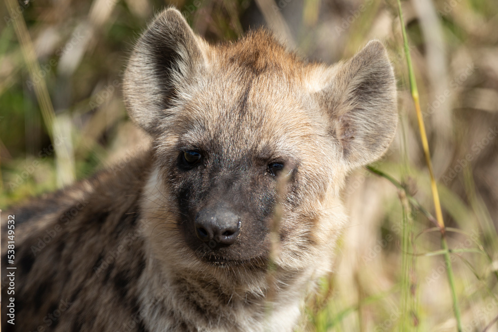 Hyène tachetée, jeune, adulte, Crocuta crocuta, Afrique du Sud Hyène tachetée, jeune, adulte, Crocuta crocuta, Afrique du Sud