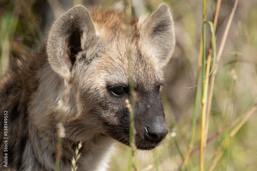Hyène tachetée, jeune, adulte, Crocuta crocuta, Afrique du Sud Hyène tachetée, jeune, adulte, Crocuta crocuta, Afrique du Sud