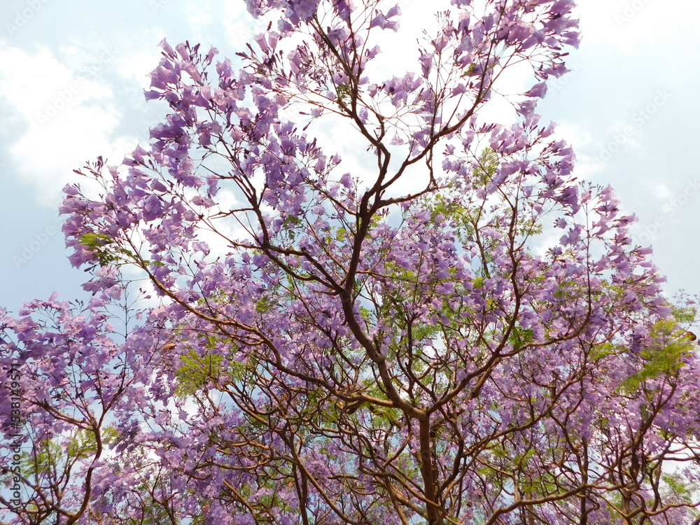 A Jacaranda Tree in bloom with bright green leaves and pretty purple flowers, in Gauteng, South Africa in the spring season. The tree is surrounded by a dull brown and gold grassland under a blue sky