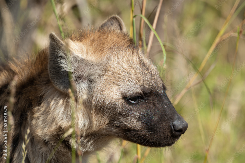 Hyène tachetée, jeune, adulte, Crocuta crocuta, Afrique du Sud Hyène tachetée, jeune, adulte, Crocuta crocuta, Afrique du Sud