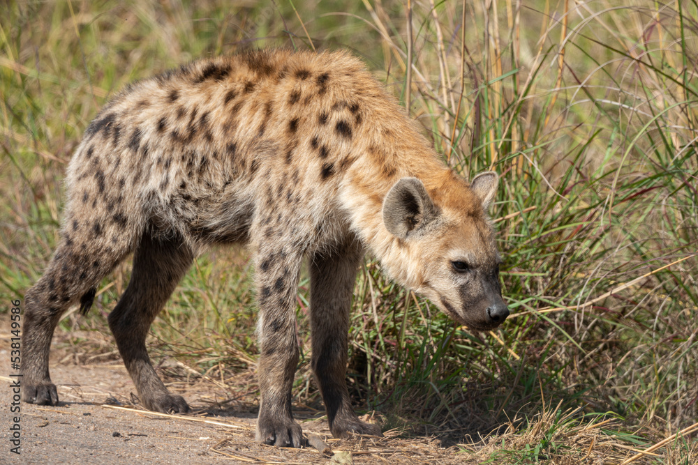 Hyène tachetée, jeune, adulte, Crocuta crocuta, Afrique du Sud Hyène tachetée, jeune, adulte, Crocuta crocuta, Afrique du Sud