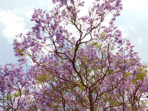 A Jacaranda Tree in bloom with bright green leaves and pretty purple flowers, in Gauteng, South Africa in the spring season. The tree is surrounded by a dull brown and gold grassland under a blue sky