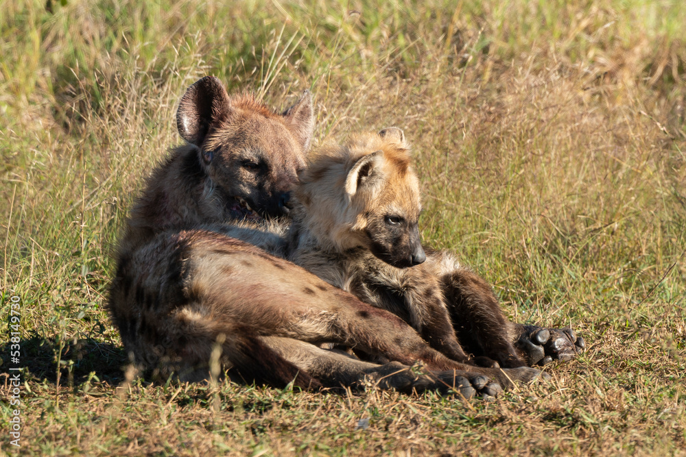 Hyène tachetée, jeune, adulte, Crocuta crocuta, Afrique du Sud Hyène tachetée, jeune, adulte, Crocuta crocuta, Afrique du Sud