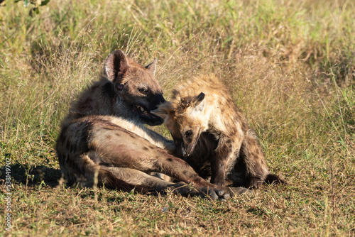 Hyène tachetée, jeune, adulte, Crocuta crocuta, Afrique du Sud