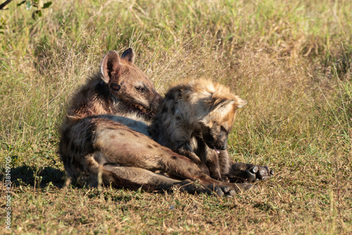 Hyène tachetée, jeune, adulte, Crocuta crocuta, Afrique du Sud © JAG IMAGES
