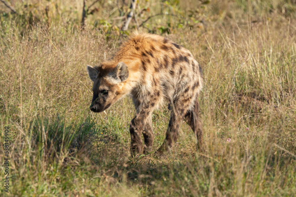 Hyène tachetée, jeune, adulte, Crocuta crocuta, Afrique du Sud Hyène tachetée, jeune, adulte, Crocuta crocuta, Afrique du Sud