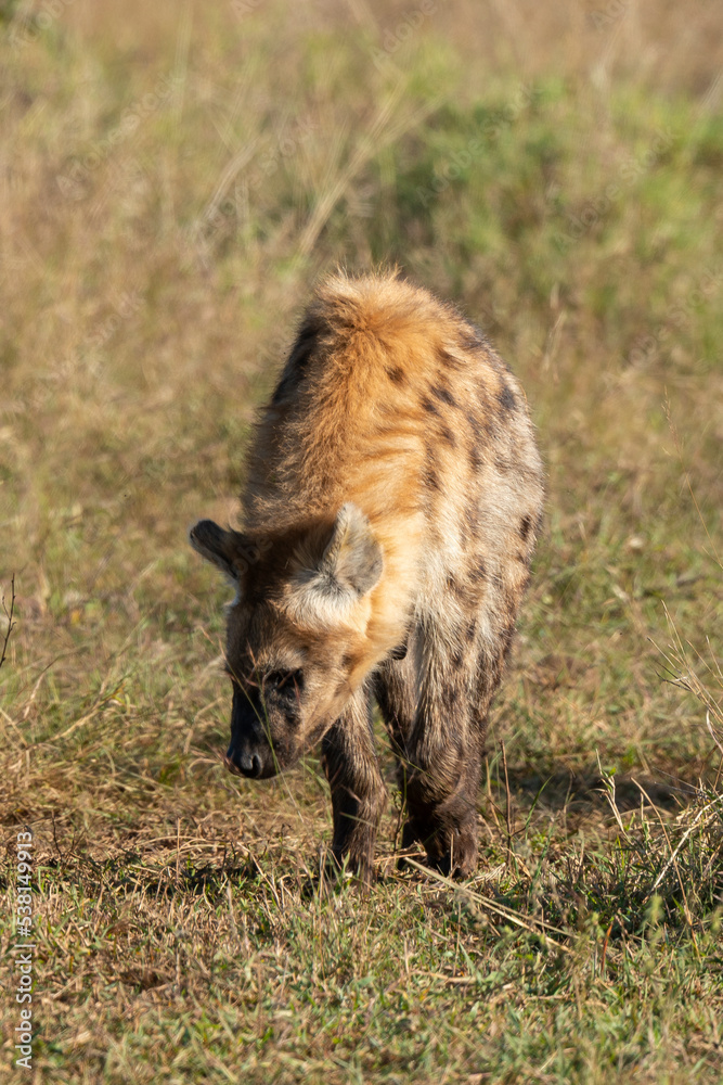 Hyène tachetée, jeune, adulte, Crocuta crocuta, Afrique du Sud Hyène tachetée, jeune, adulte, Crocuta crocuta, Afrique du Sud