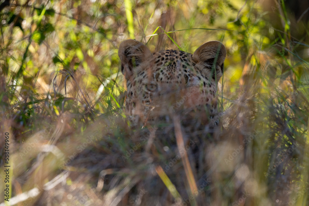 Léopard, Panthère, Panthera pardus, Afrique du Sud Léopard, Panthère, Panthera pardus, Afrique du Sud