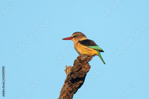 Martin chasseur à tête brune,.Halcyon albiventris, Brown hooded Kingfisher