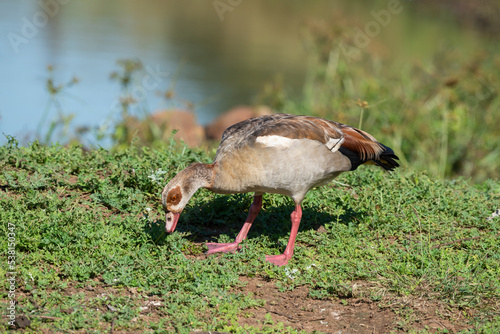 Ouette d'Égypte, .Alopochen aegyptiaca, Egyptian Goose, Parc national Kruger, Afrique du Sud © JAG IMAGES