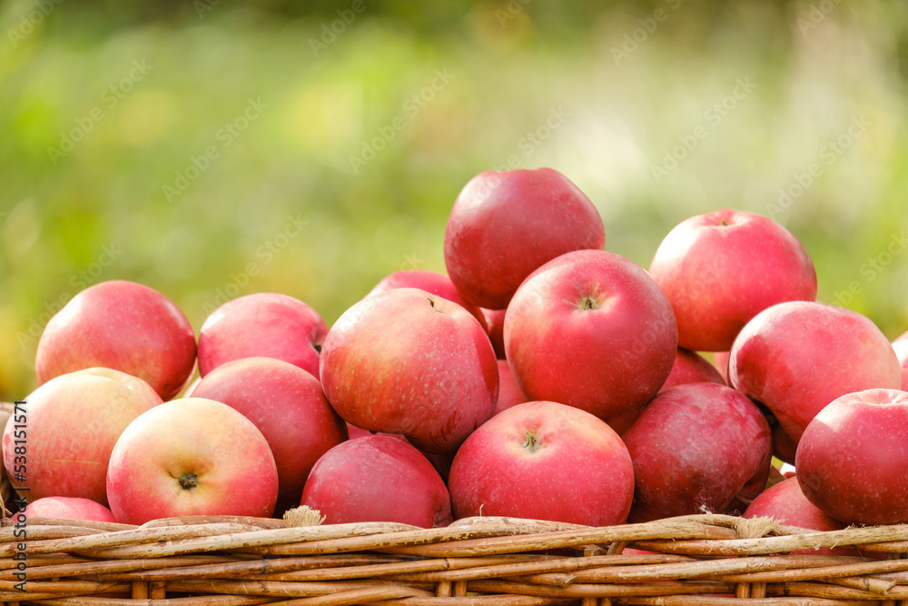 ripe red apples in a wicker basket close-up in nature ripe red apples in a wicker basket close-up in nature