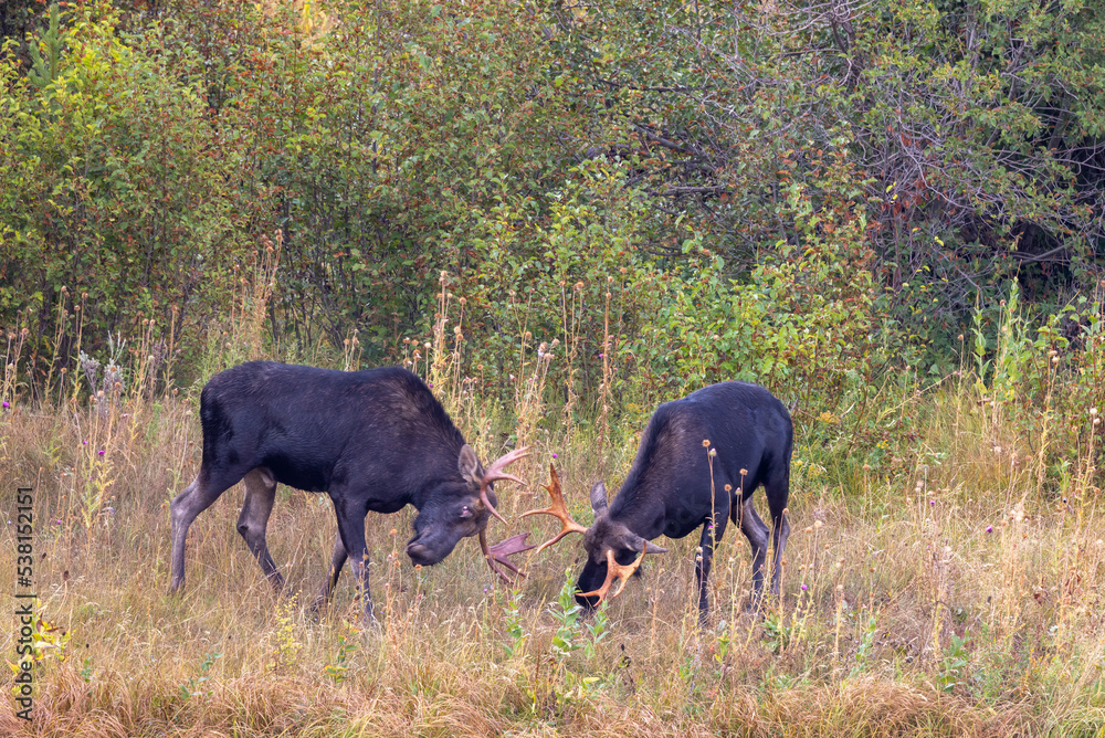 Pair of Bull Moose Fighting During the Fall Rut in Wyoming Pair of Bull Moose Fighting During the Fall Rut in Wyoming