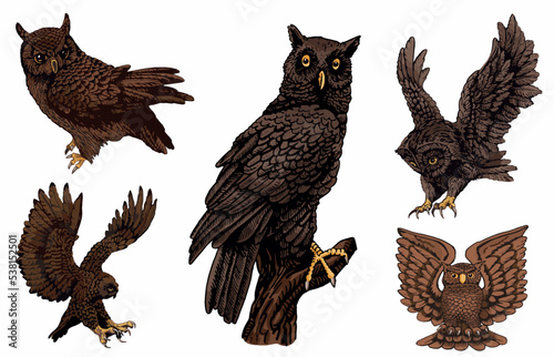 Vector color set of owls isolated on white background  graphical brown night bird illustration.Symbol of knowledge 