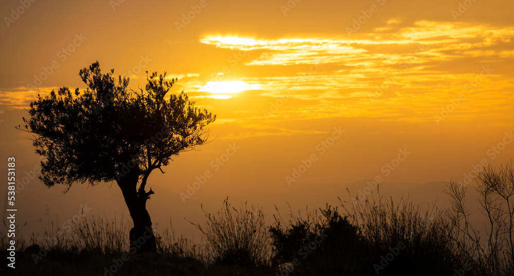 silhouette of a olive tree at sunset