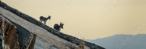 Silhouette of a female Iberian ibex (Capra pyrenaica) and her kid on the side of a mountain in Sierra Elvira (Granada, Spain) at sunset photo