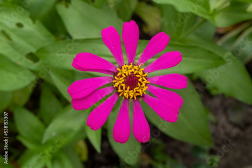 close up of pink flower