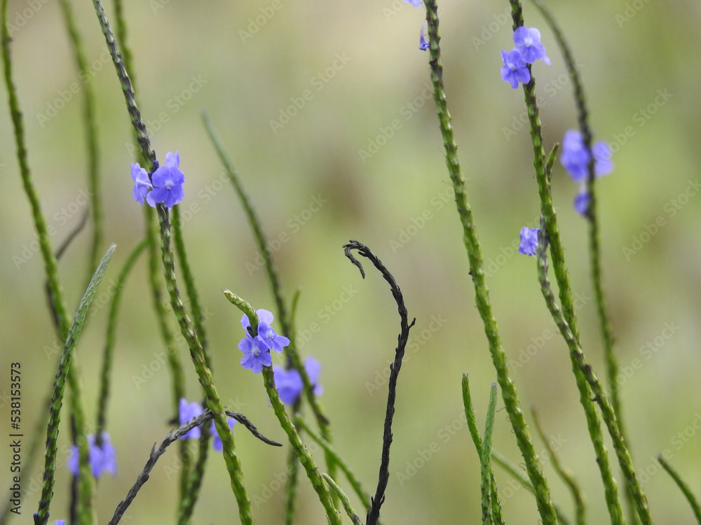 Fototapeta premium Flowers in the field