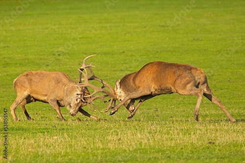 Red deer stags rutting 