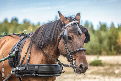 Equestrian horse driving: Portrait of a bay brown draft horse pulling a horse buggy in front of an autumnal landscape