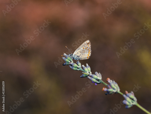 butterfly on a lavender flower