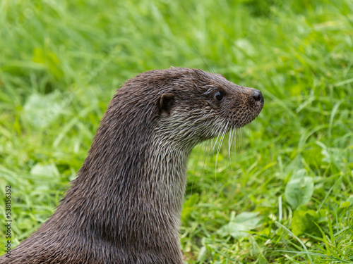 Close-up of an Otter Head