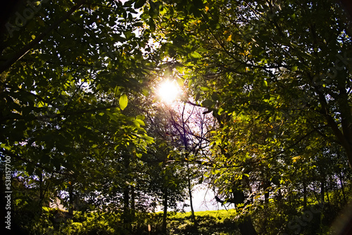sun shining through tree