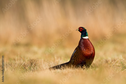 Common pheasant Phasianus colchius Ring-necked pheasant in natural habitat, male grassland 