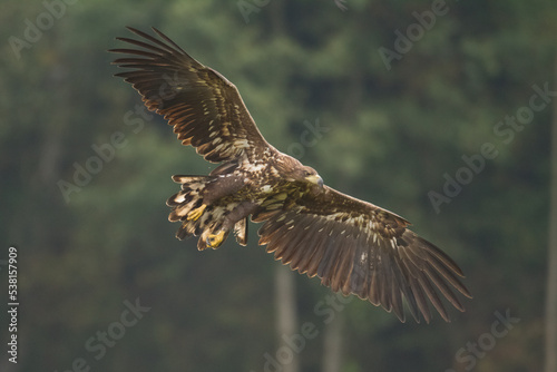 Majestic predator White-tailed eagle, Haliaeetus albicilla in Poland wild nature flying bird  © Marcin Perkowski