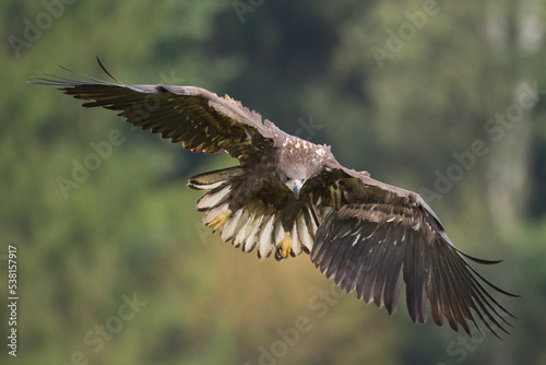 Majestic predator White-tailed eagle, Haliaeetus albicilla in Poland wild nature flying bird 