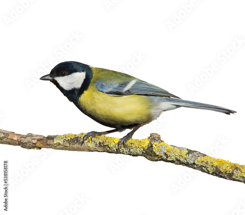 Bird isolated on white background Great Tit Parus major 
