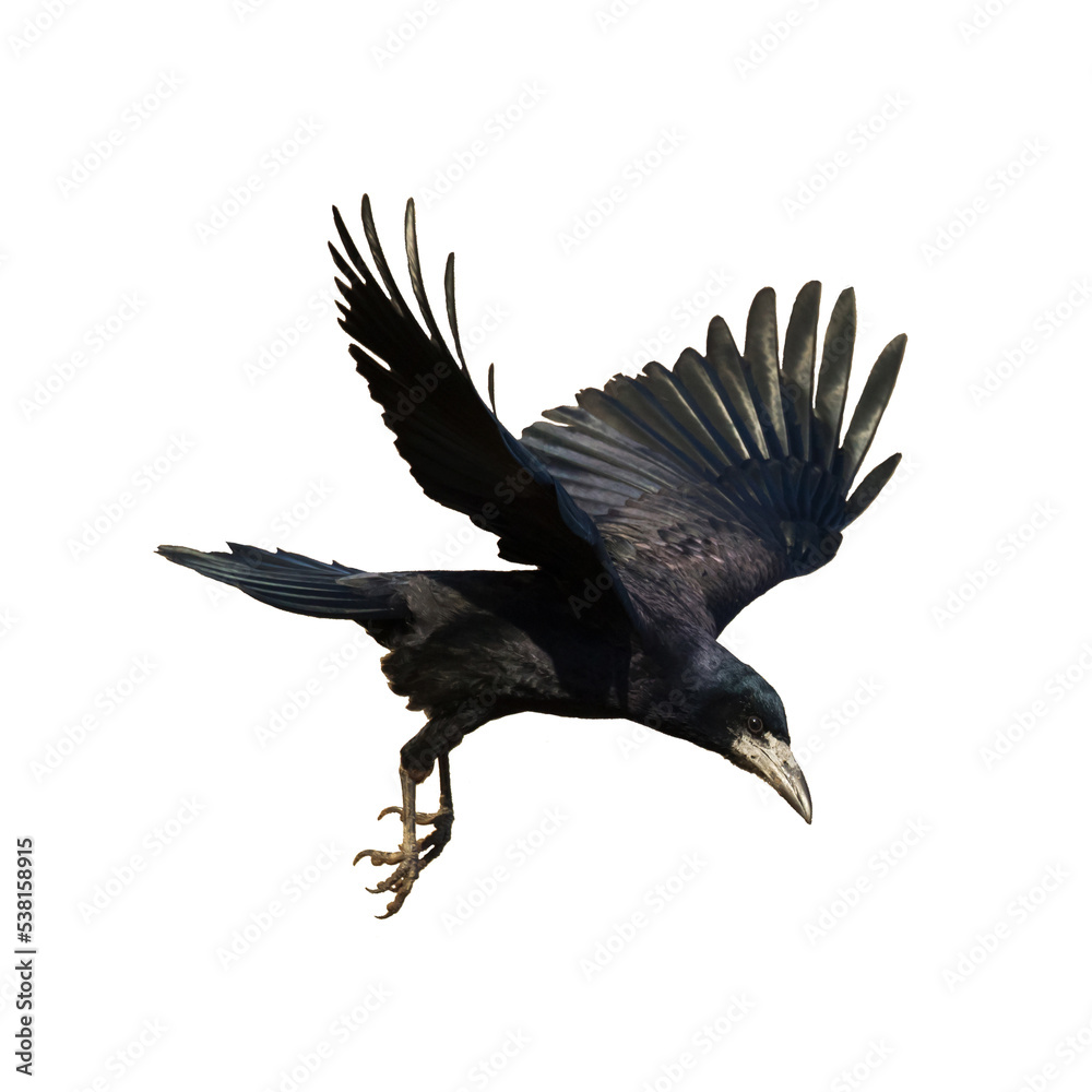 Fototapeta premium Rook Corvus frugilegus flying black bird isolated on white background 