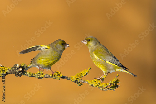 European greenfinch Chloris chloris or common greenfinch songbird winter time blue background	