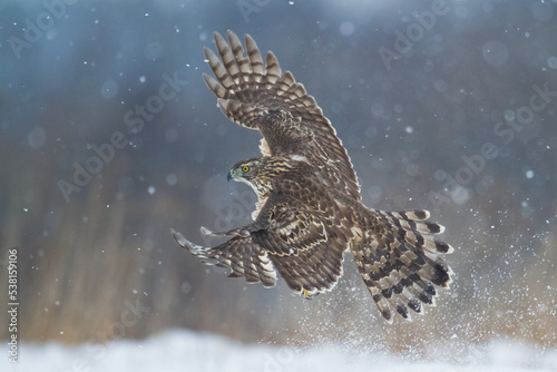 Birds of prey Goshawk Accipiter gentilis juvenile bird hunting time Poland Europe adult male bird flying