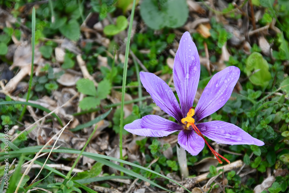 The crocus sprouted in autumn in the dried up meadow The crocus sprouted in autumn in the dried up meadow