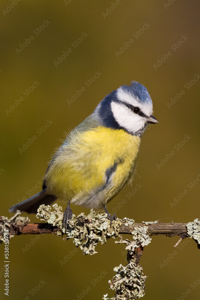 Bird - Blue Tit Cyanistes caeruleus perched on tree	