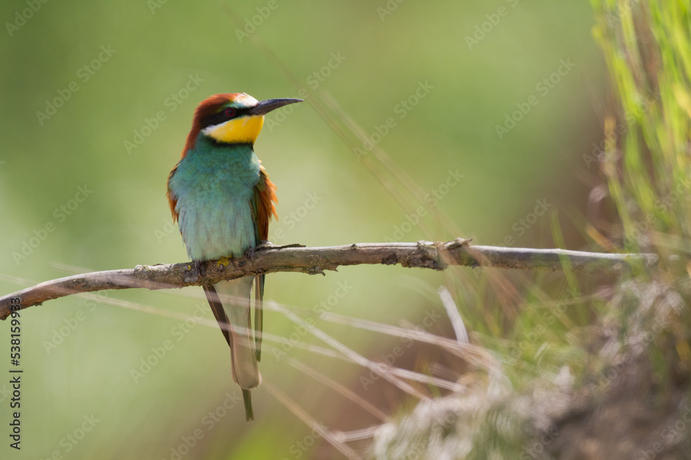 European Bee-Eater Merops apiaster perched on Branch near Breeding Colony. Wildlife scene of Nature in Northern Poland - Europe European Bee-Eater Merops apiaster perched on Branch near Breeding Colony. Wildlife scene of Nature in Northern Poland - Europe