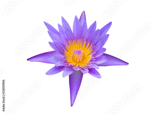 Organic Violet colorful lotus which is organic thai flower isolated on white background. Botanical concept.