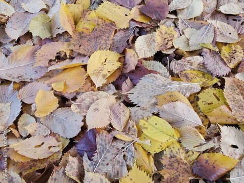 Autumn Foliage Fallen To The Ground. Picturesque And Colorful Background