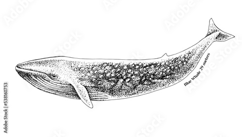 Blue whale isolated on white background