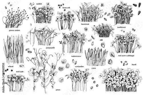 Hand drawn fresh vector microgreens sprouts