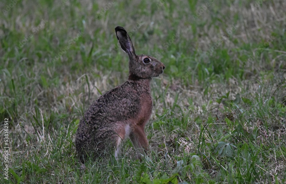 Fototapeta premium Lepre