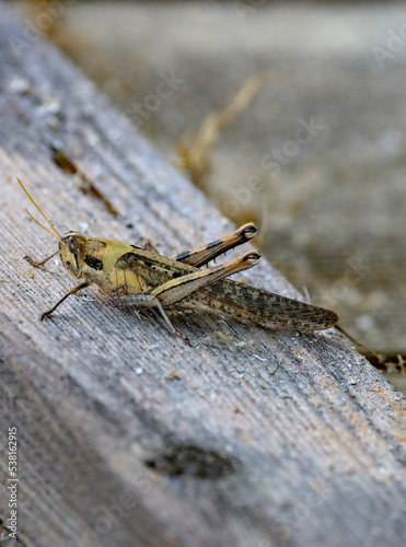 Close up view of an American grasshopper.
