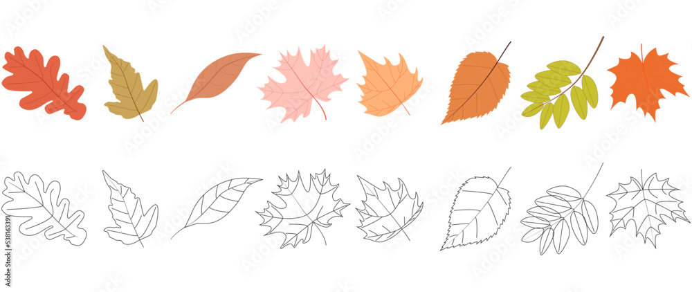 Vector illustration. Set of icons of autumn leaves and in color. Autumn leaves isolated on white background. Set of icons. Vector illustration. Set of icons of autumn leaves and in color. Autumn leaves isolated on white background. Set of icons.