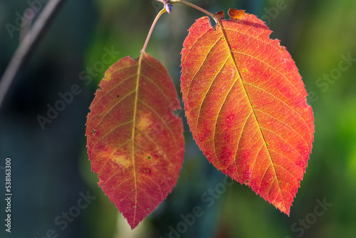 Herbstliche rote Blätter