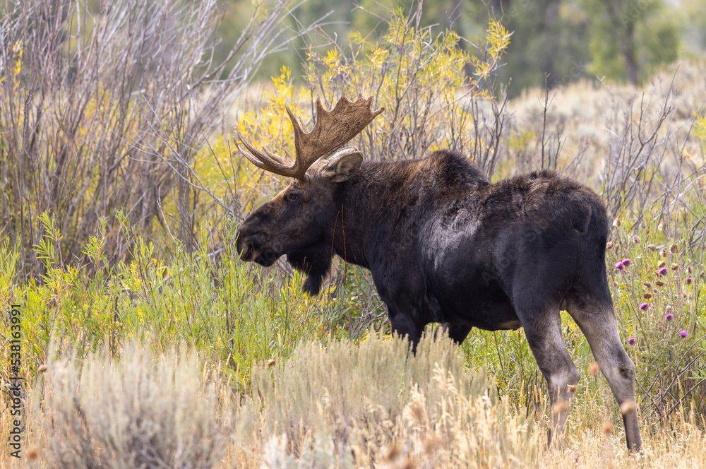 Bull Moose in Wyoming in Autumn Bull Moose in Wyoming in Autumn