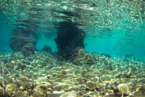 Fototapeta Naklejka Na Ścianę i Meble -  Crystal clear water and school of small fish in Adriatic sea.